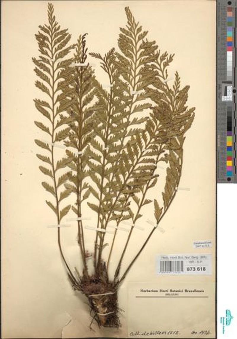 Asplenium sertularioides photo 8