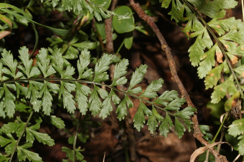 Hispaniolan Spleenwort