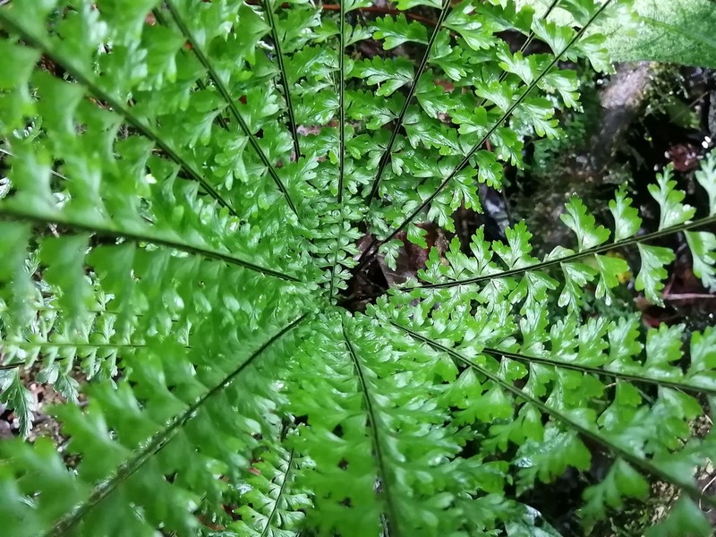 Hispaniolan Spleenwort photo 2