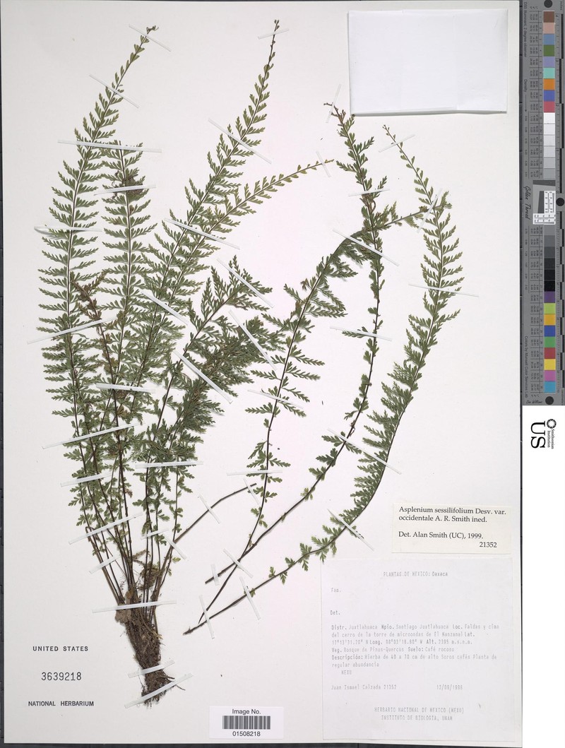 Asplenium sessilifolium var. occidentale