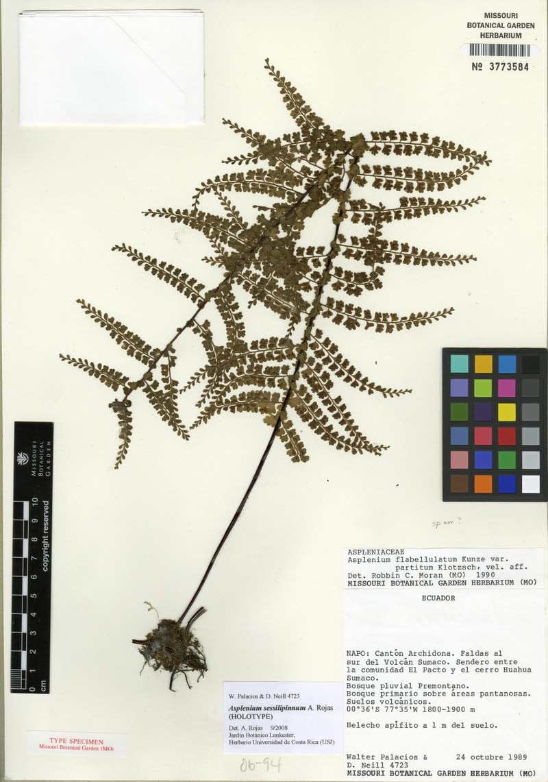 Asplenium sessilipinnum