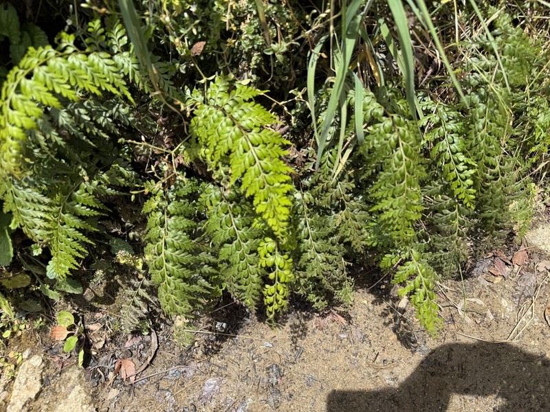 Asplenium setisectum photo 3