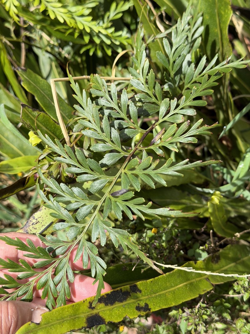 Asplenium setisectum photo 4
