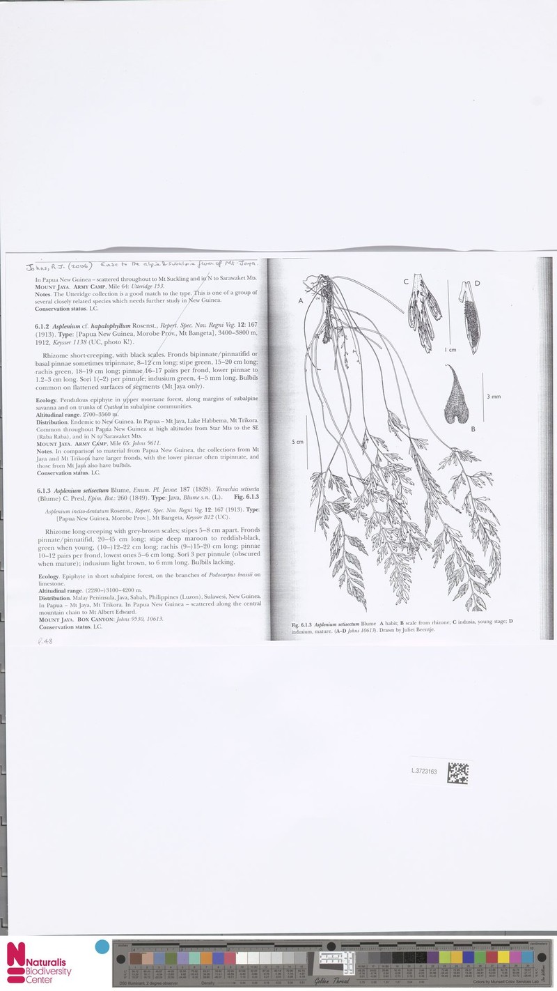 Asplenium setisectum photo 5