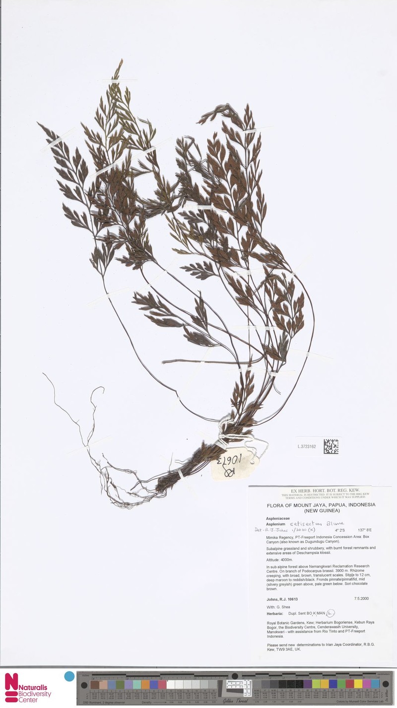 Asplenium setisectum photo 6
