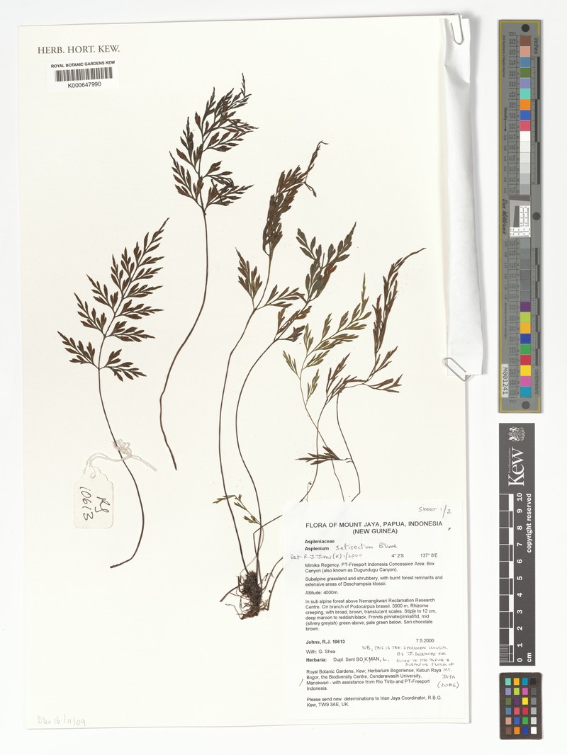 Asplenium setisectum photo 7