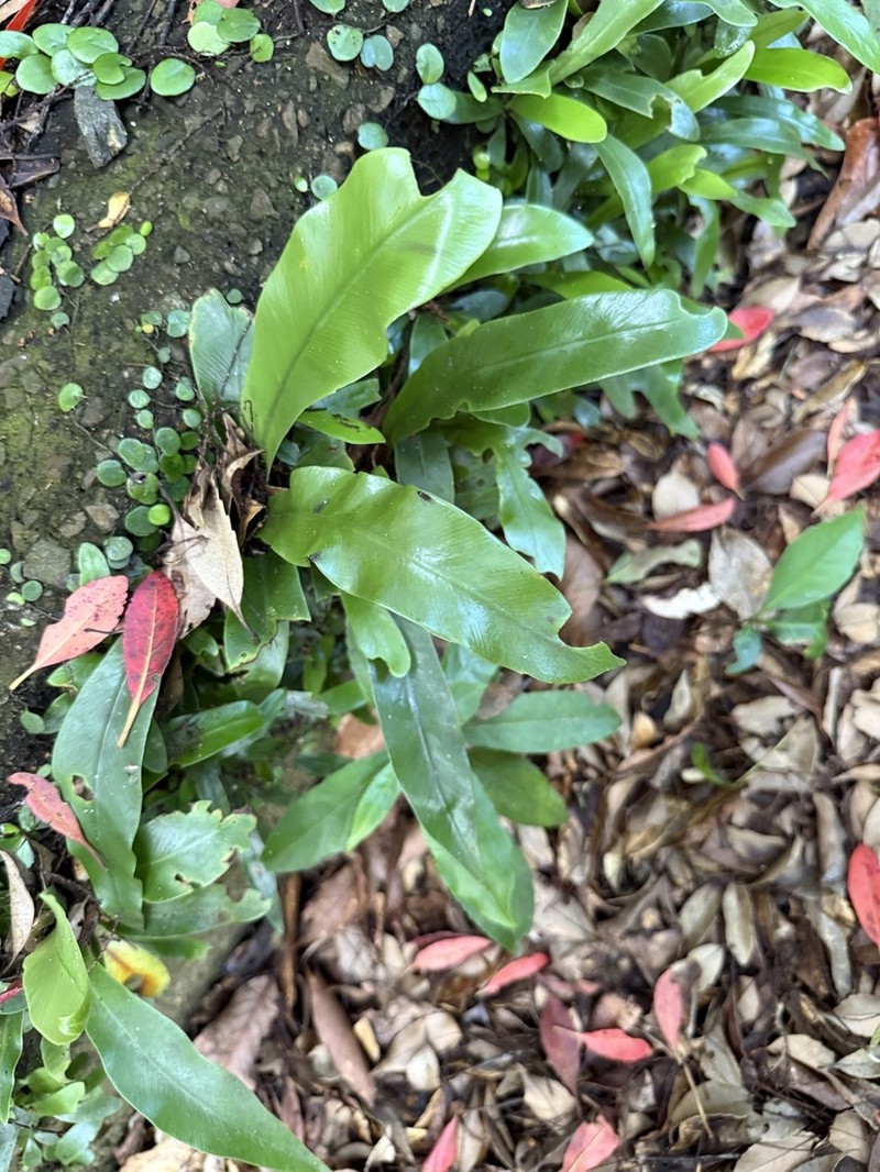 Asplenium setoi photo 2