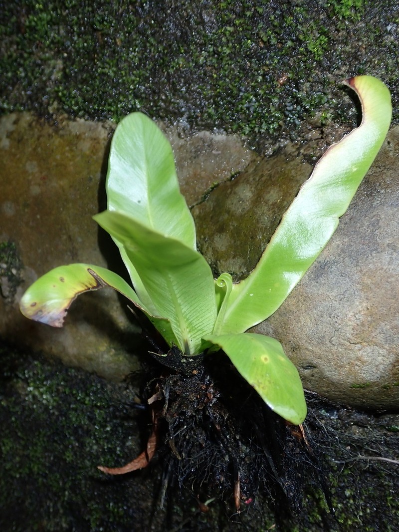 Asplenium setoi photo 3
