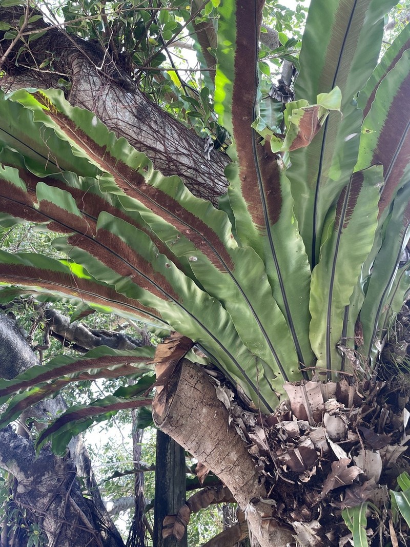 Asplenium setoi photo 4