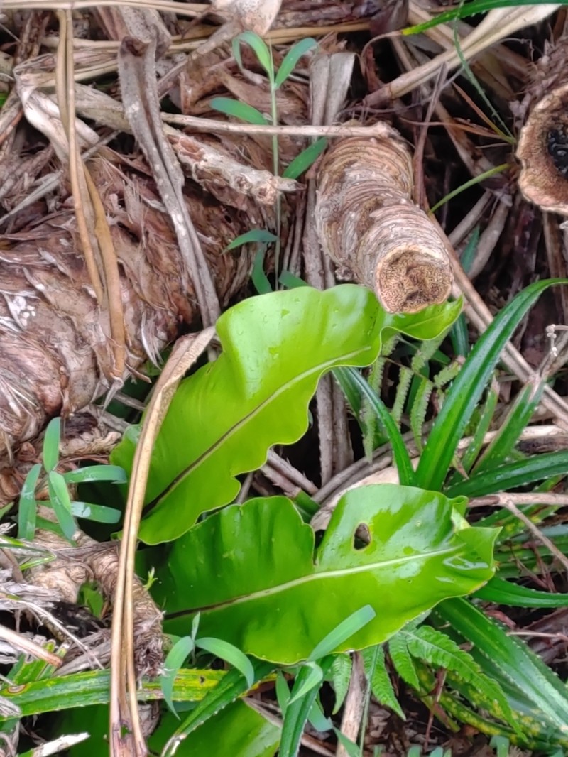 Asplenium setoi photo 5