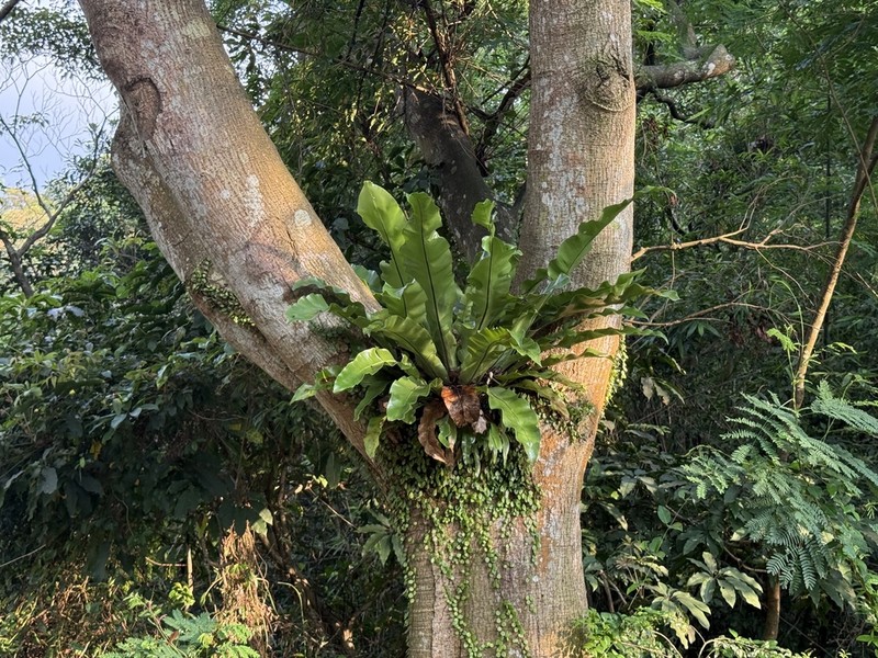 Asplenium setoi photo 6