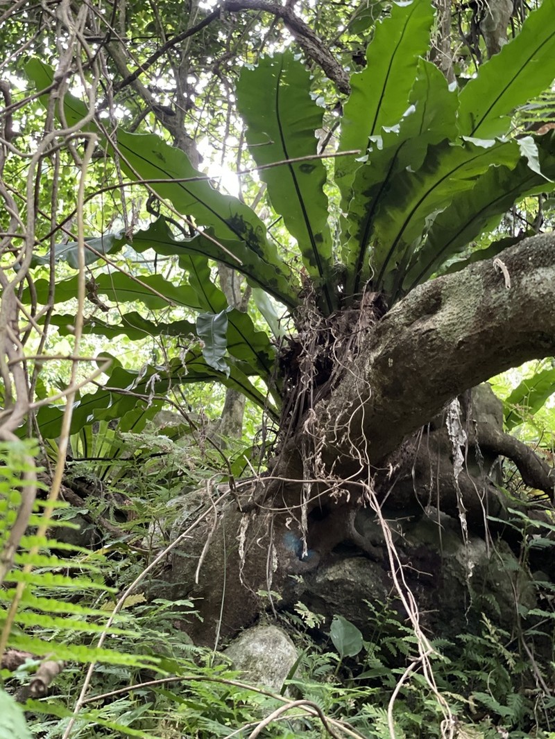 Asplenium setoi photo 8