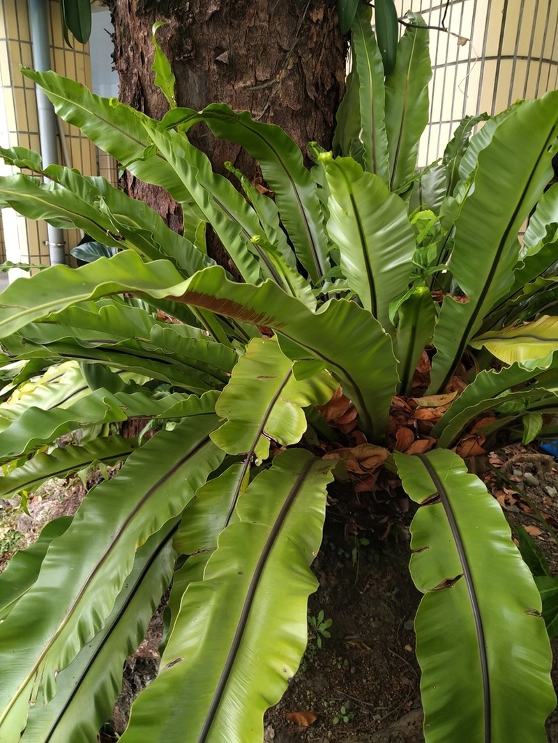 Asplenium setoi
