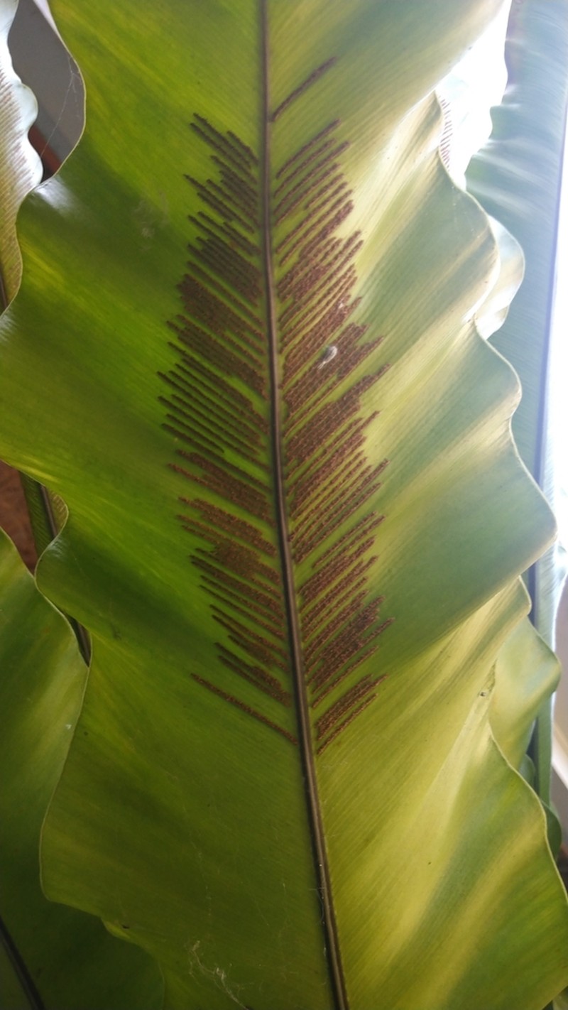 Asplenium setoi photo 2