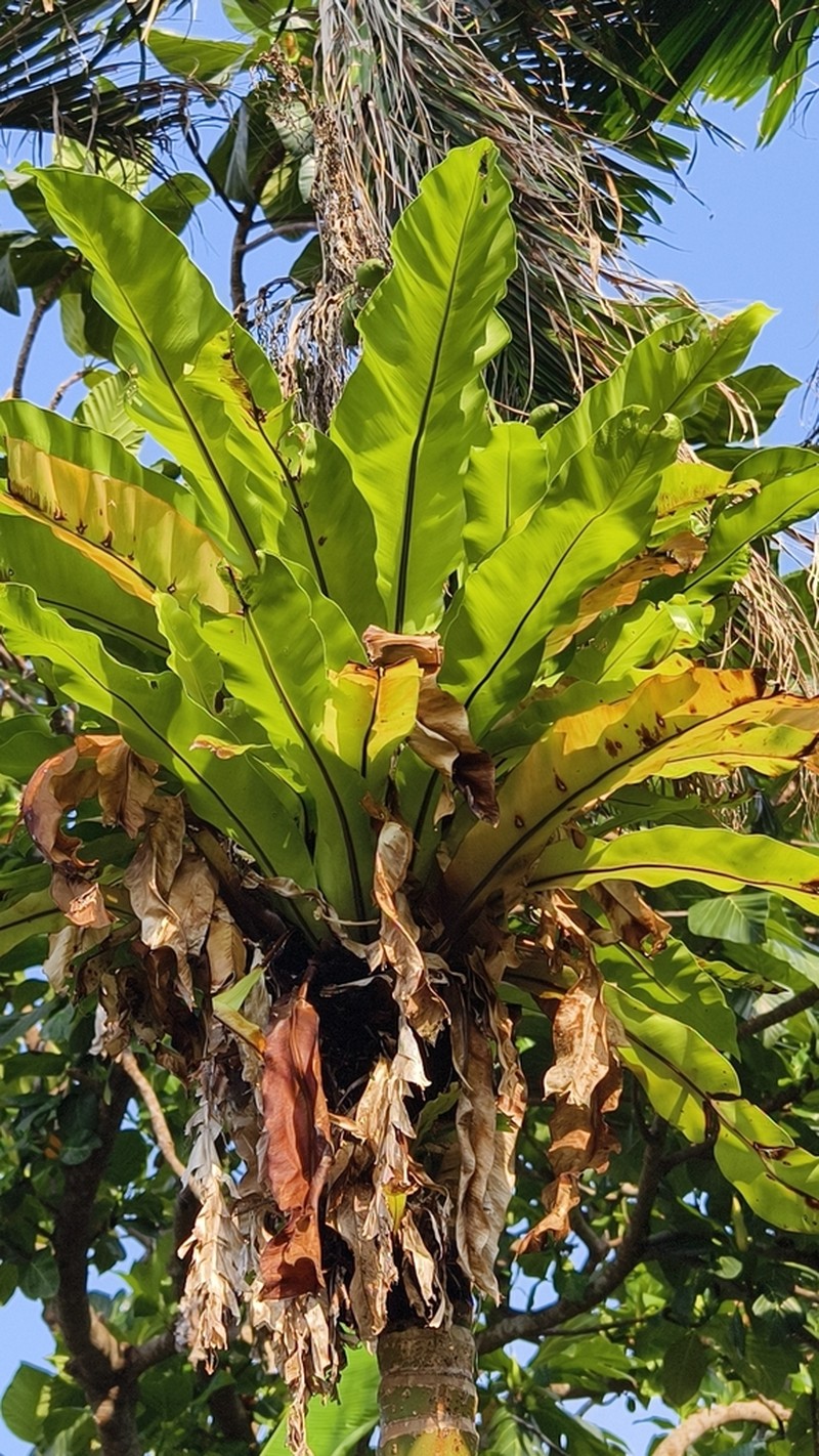 Asplenium setoi photo 3