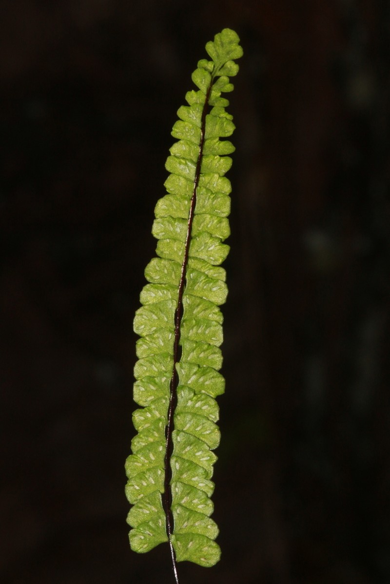 Asplenium siamense