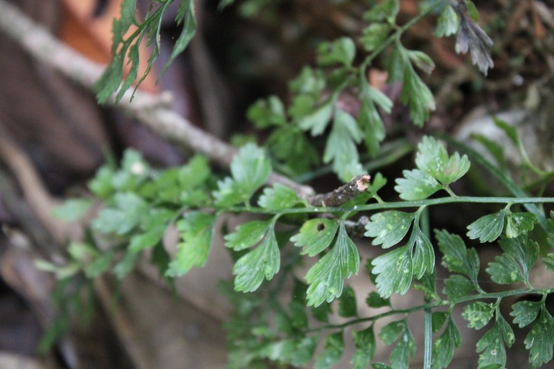 Asplenium simii photo 2