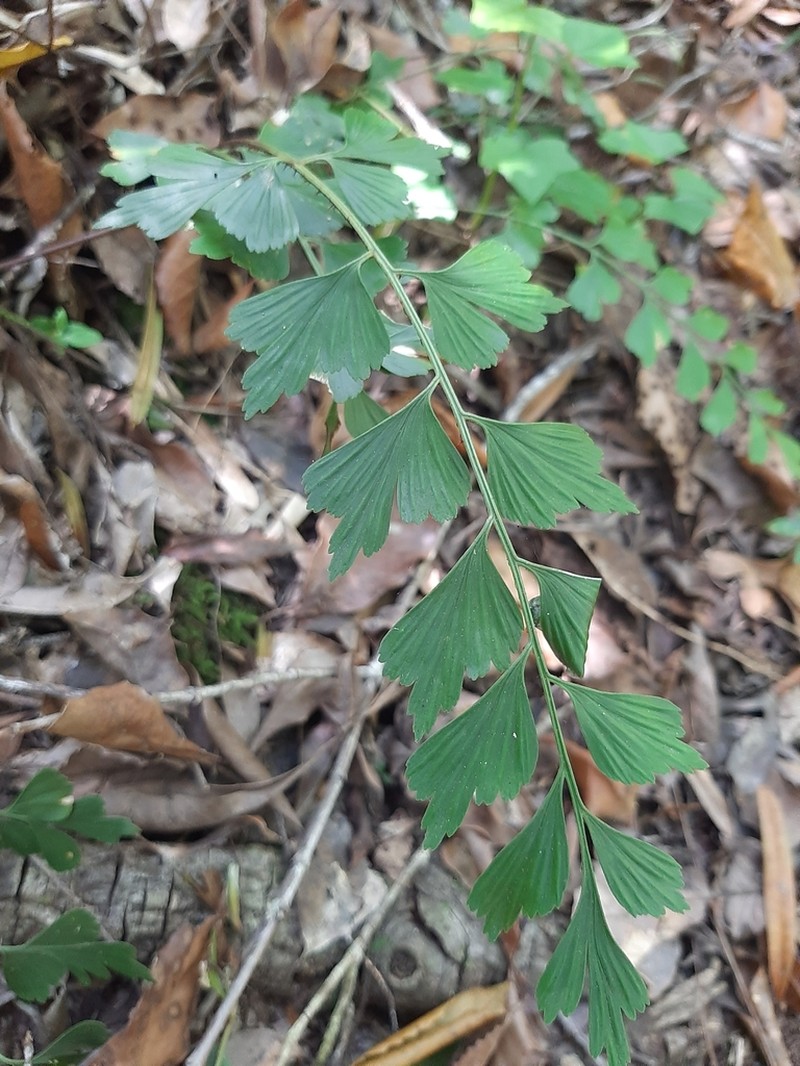 Asplenium simii photo 3