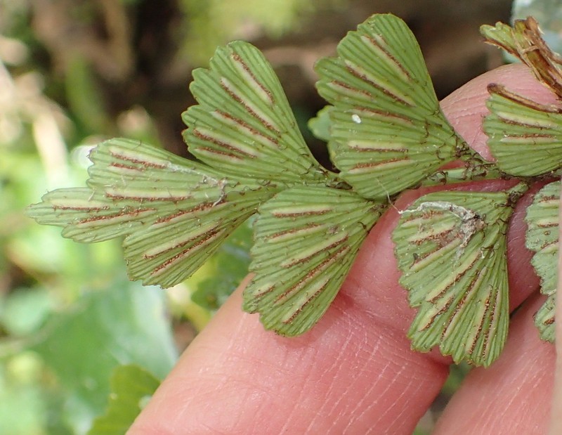 Asplenium simii photo 4