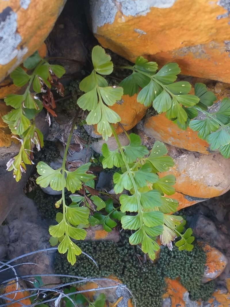 Asplenium simii photo 5