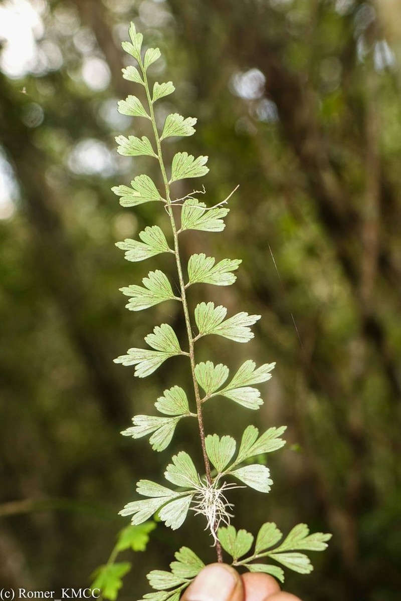 Asplenium simii photo 6