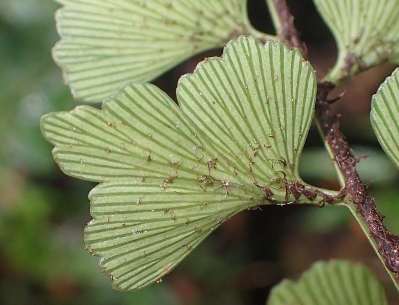 Asplenium simii photo 7