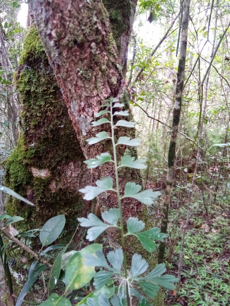 Asplenium simii photo 8
