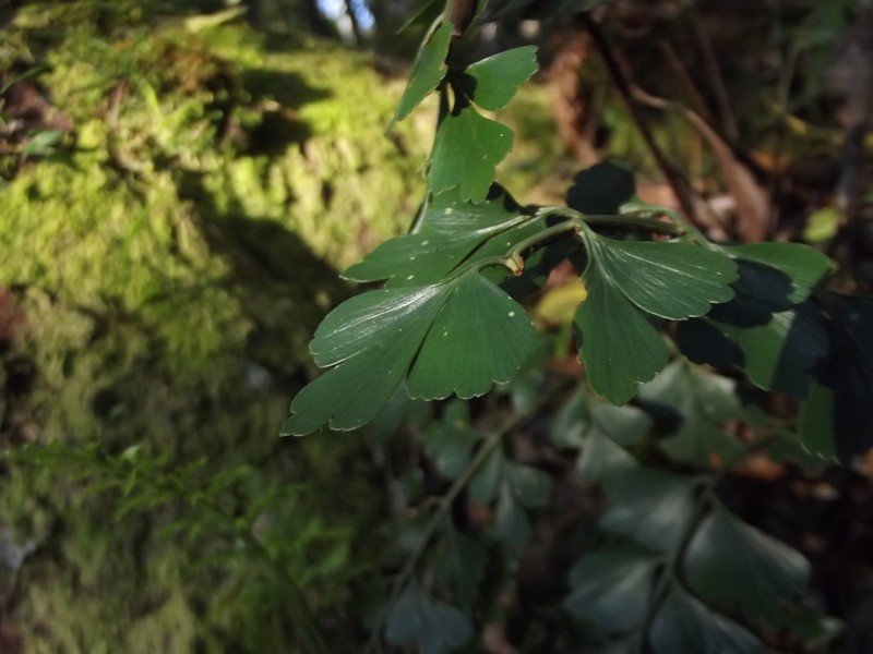 Asplenium simii