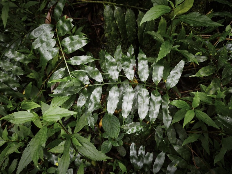 Asplenium simile