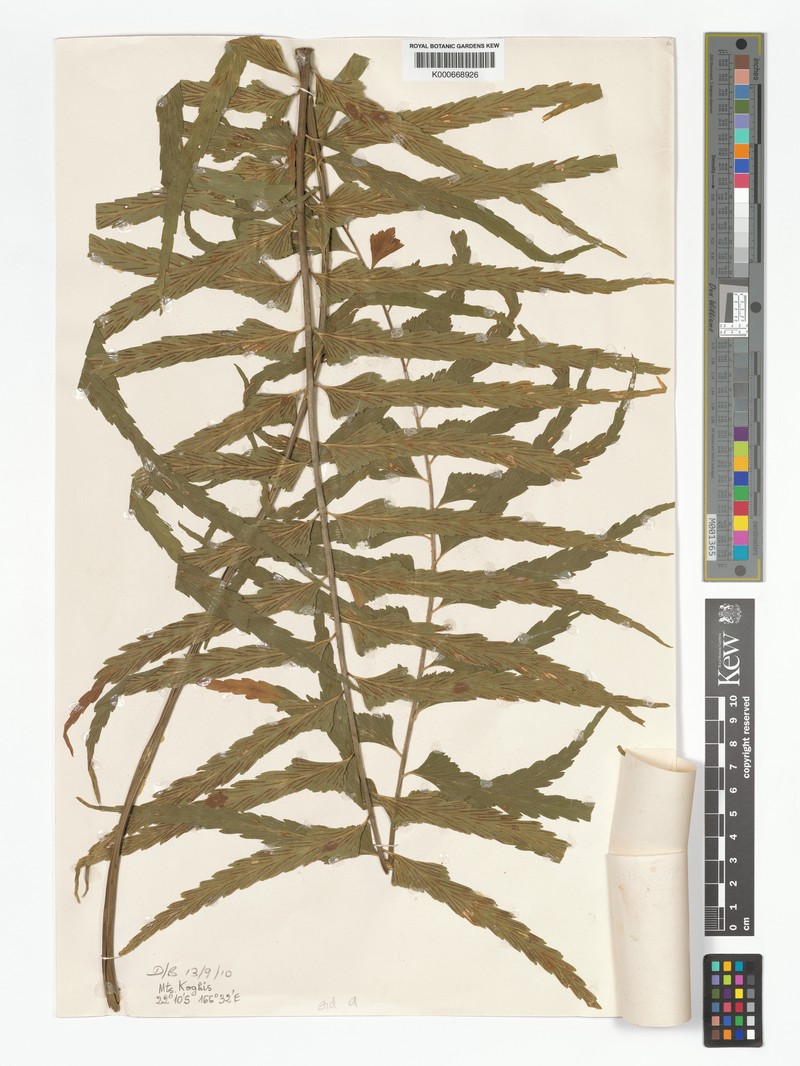 Asplenium simile photo 3