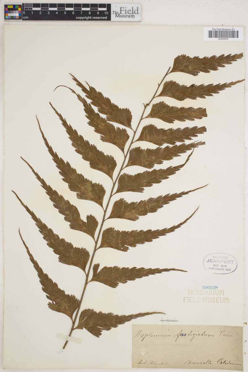 Asplenium simile photo 4