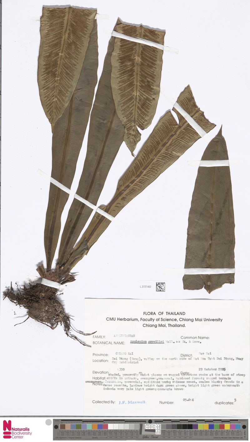Asplenium simonsianum