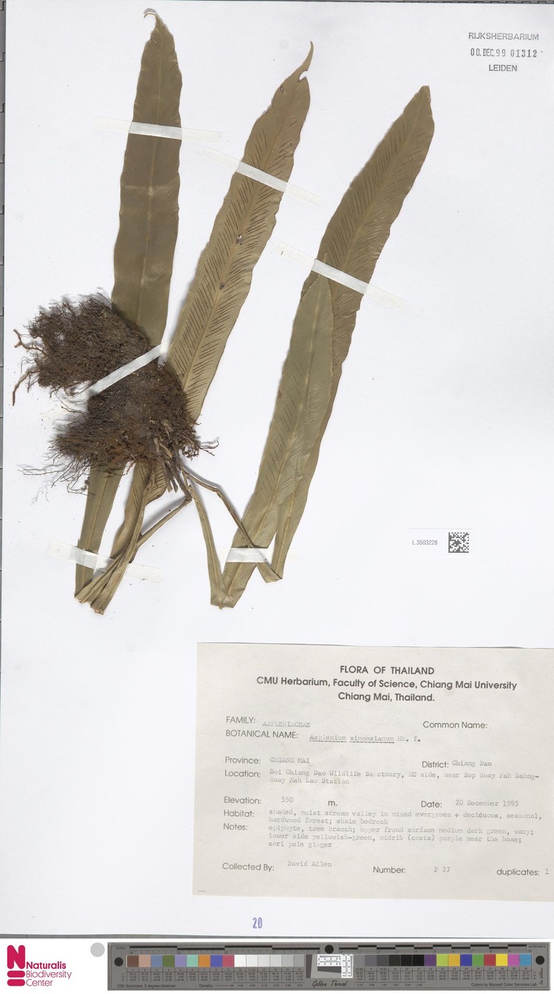 Asplenium simonsianum photo 2
