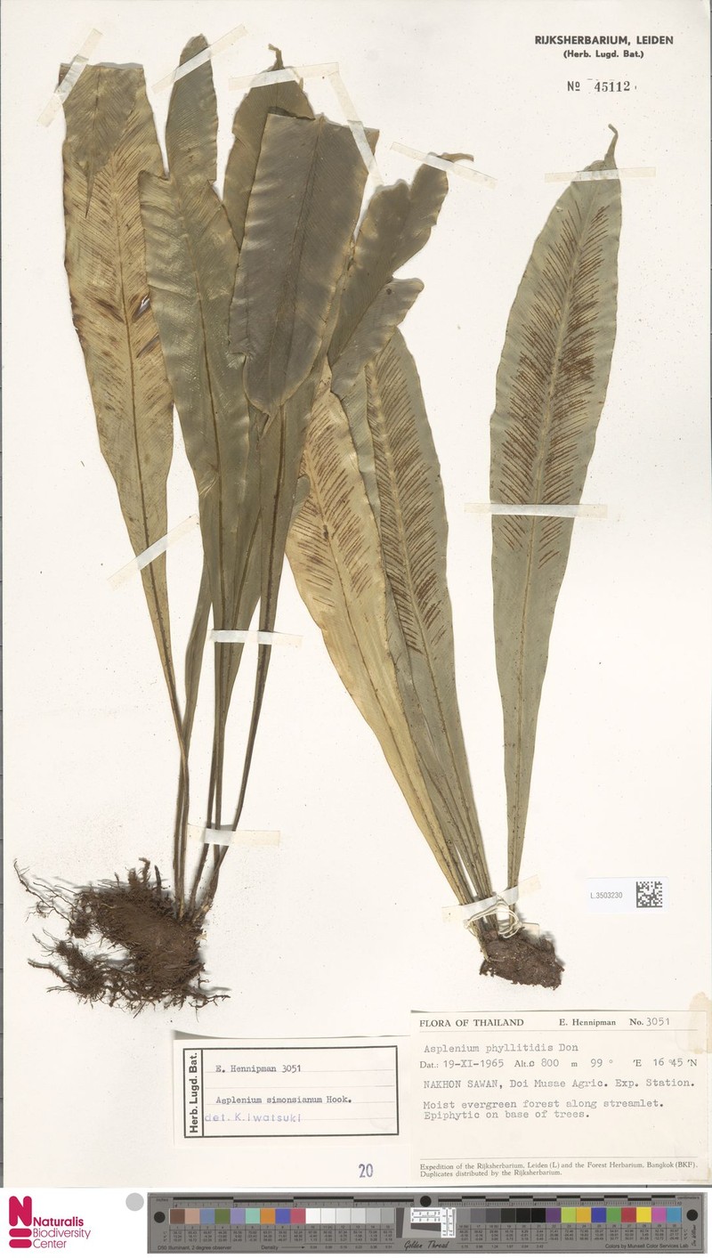 Asplenium simonsianum photo 3