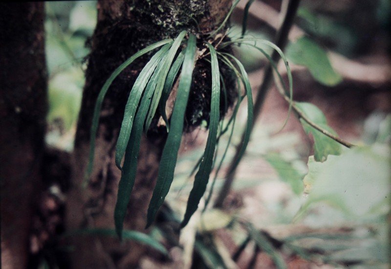Asplenium simplicifrons