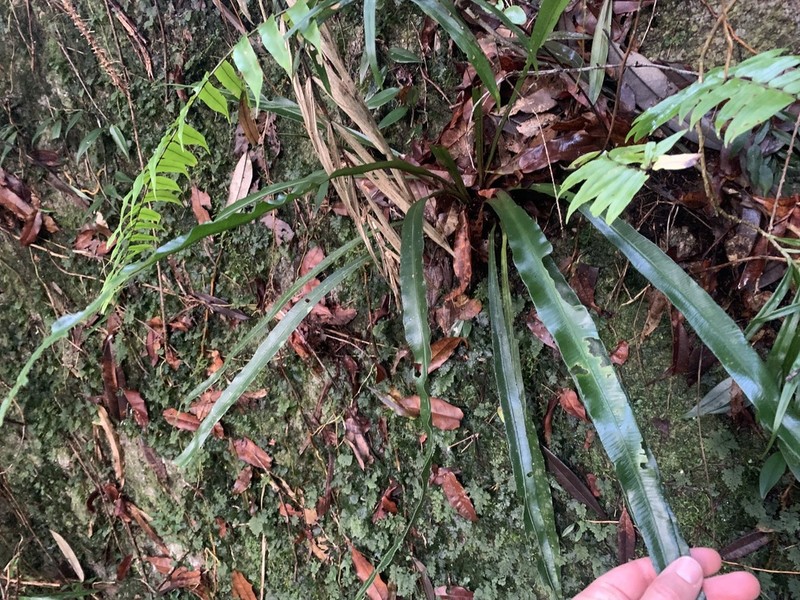 Asplenium simplicifrons photo 3