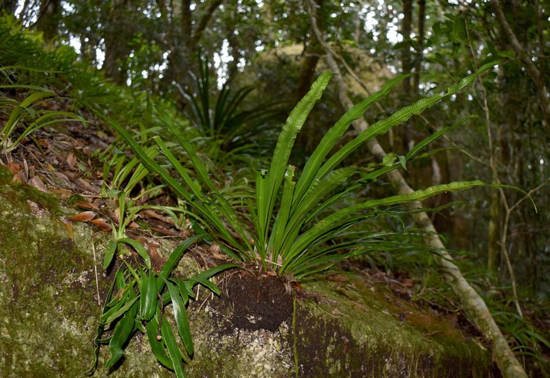 Asplenium simplicifrons photo 4