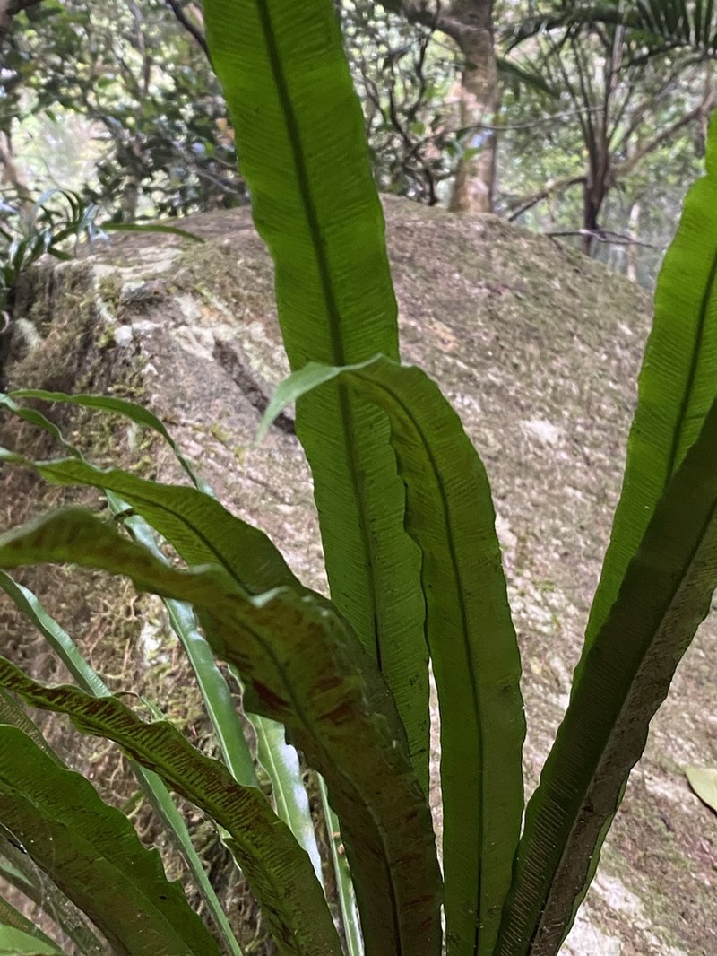 Asplenium simplicifrons photo 5