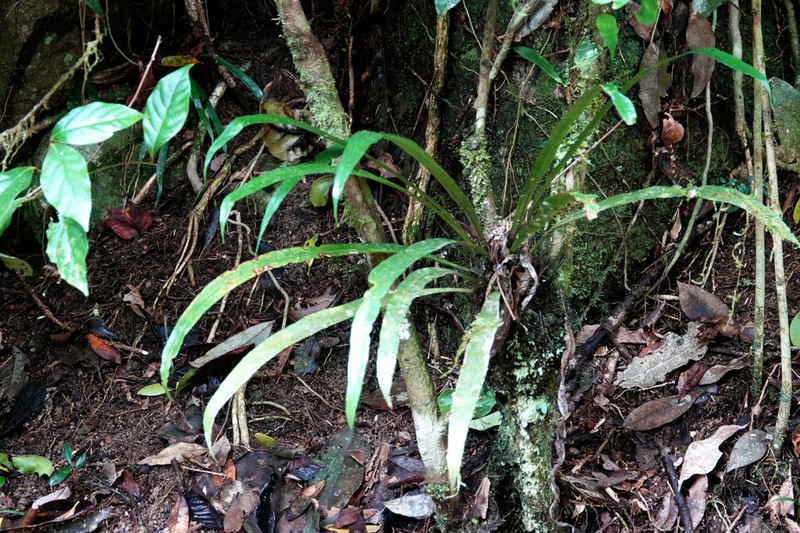 Asplenium simplicifrons photo 6