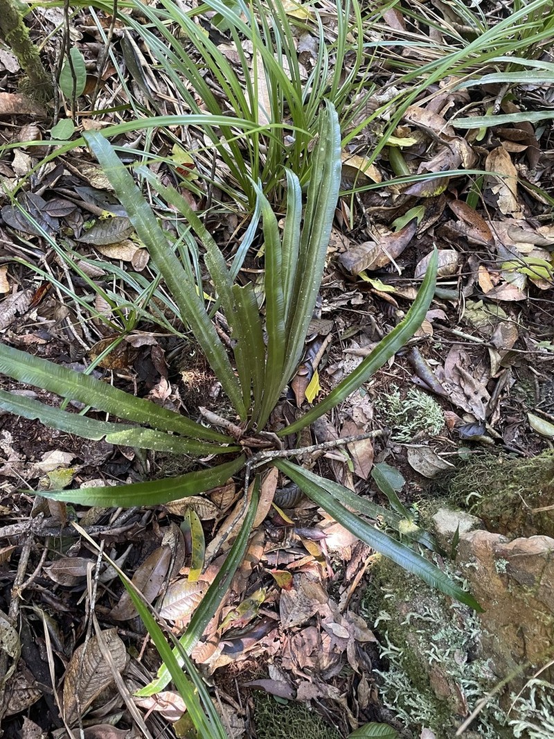 Asplenium simplicifrons photo 7