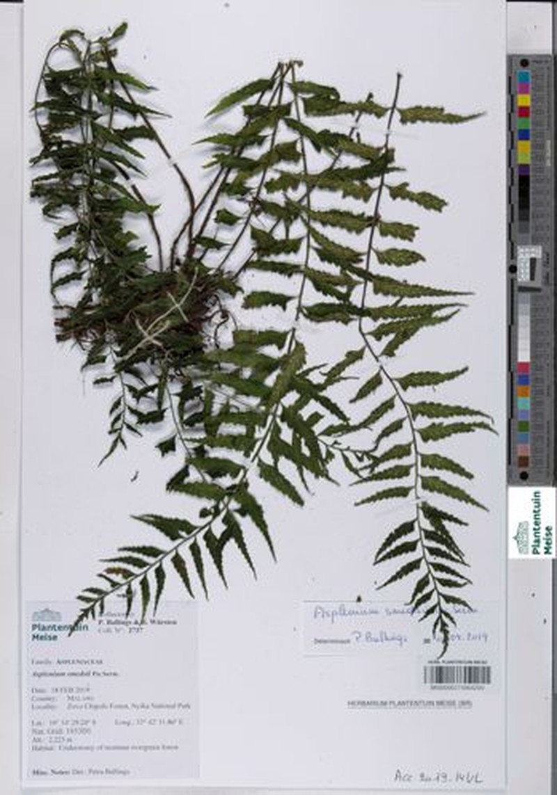Asplenium smedsii