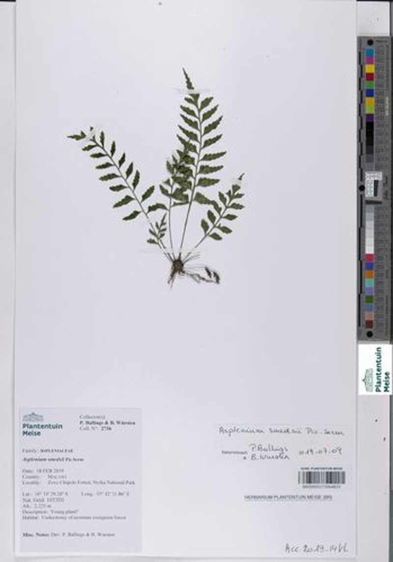 Asplenium smedsii photo 2