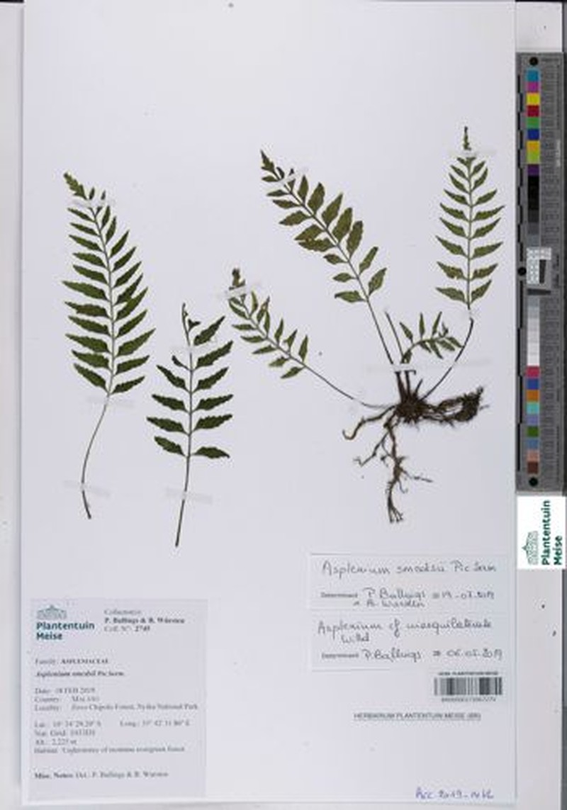 Asplenium smedsii photo 3