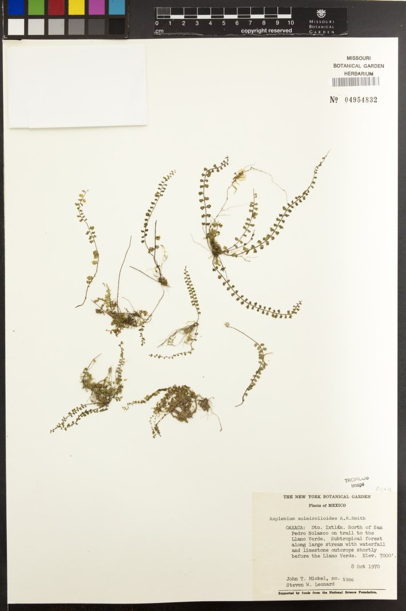 Asplenium soleirolioides photo 2