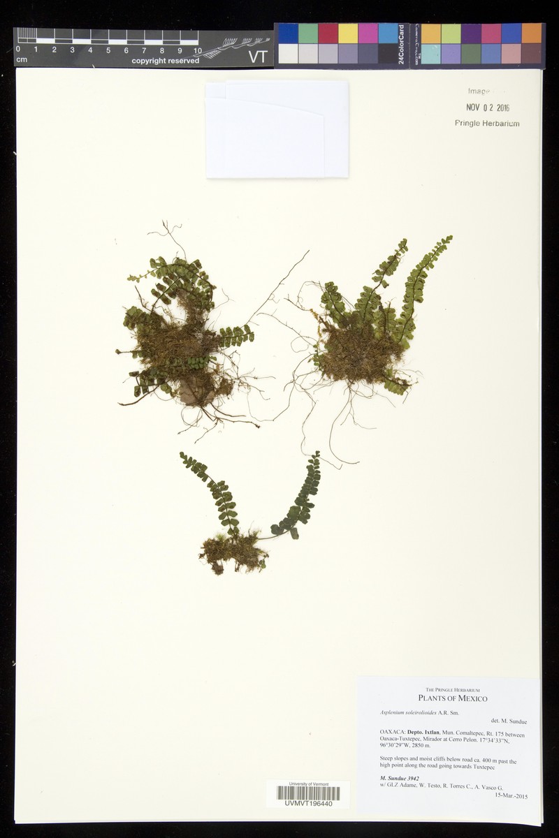 Asplenium soleirolioides