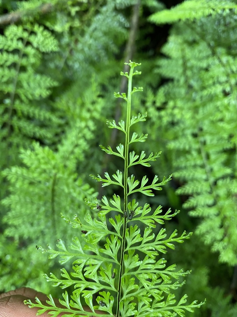 Asplenium solmsii