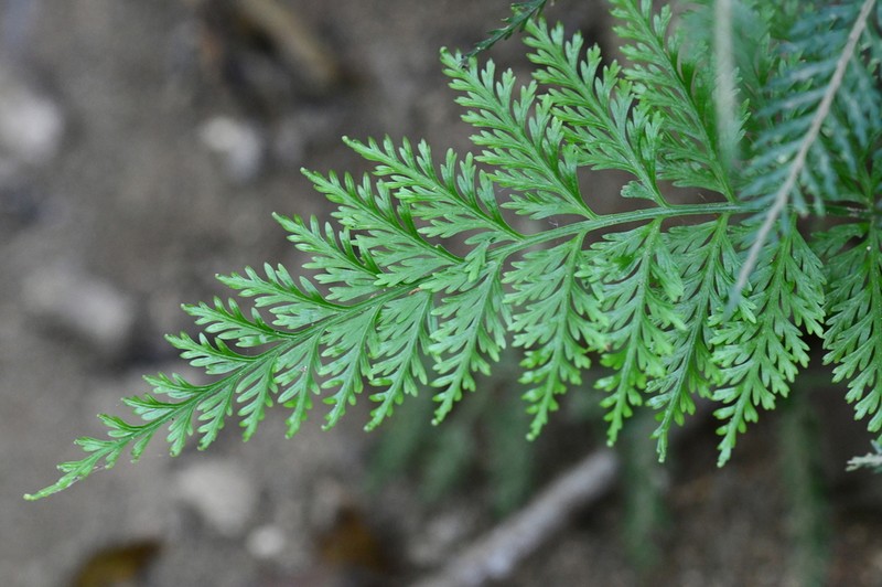 Asplenium solmsii photo 2