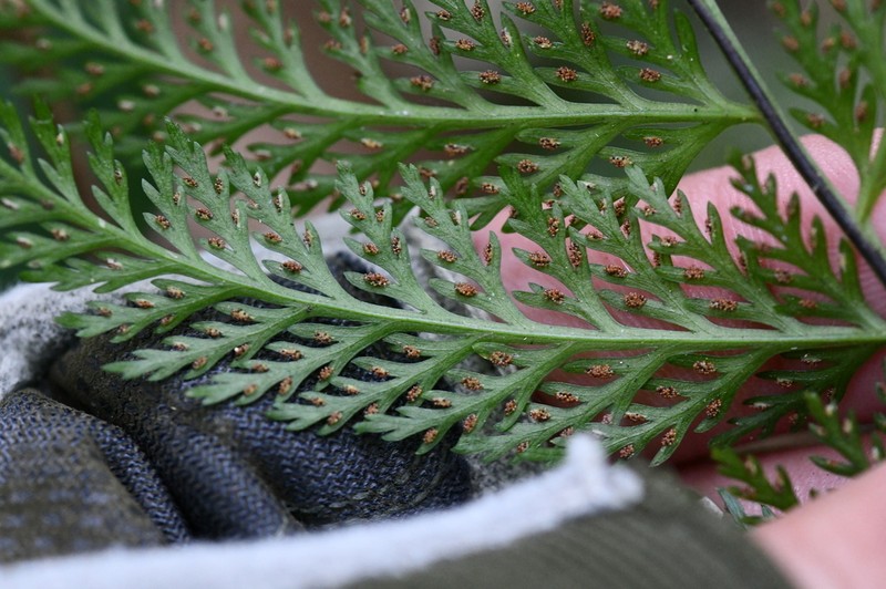 Asplenium solmsii photo 3