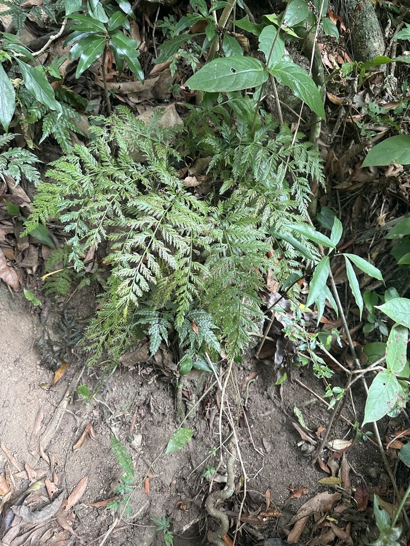 Asplenium solmsii photo 4