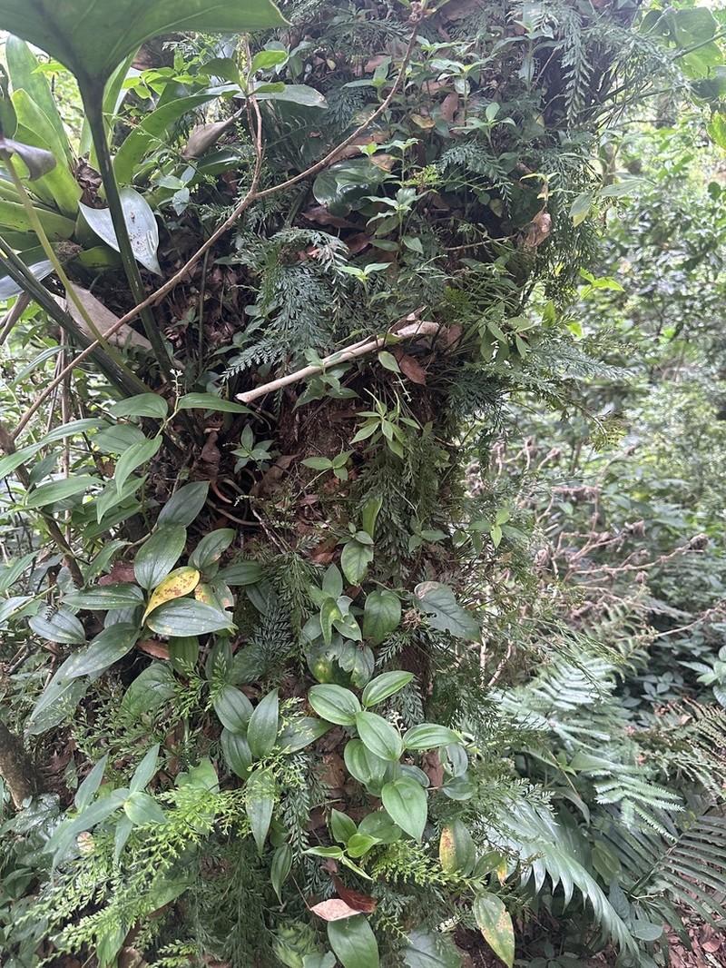 Asplenium solmsii photo 5